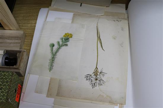 A folio of 19th century watercolours; botanical studies Largest 36 x 28cm.
